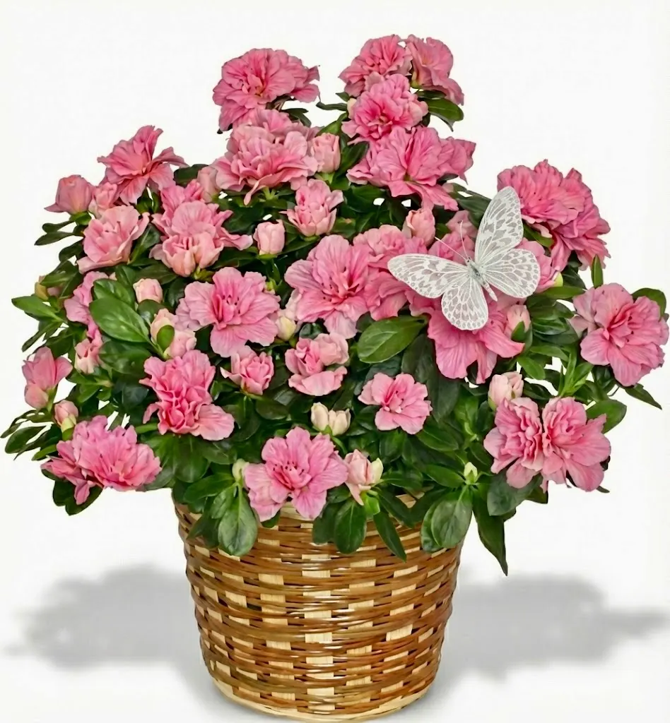 Azalea Plant