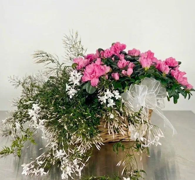 Jasmine & Azalea Planter