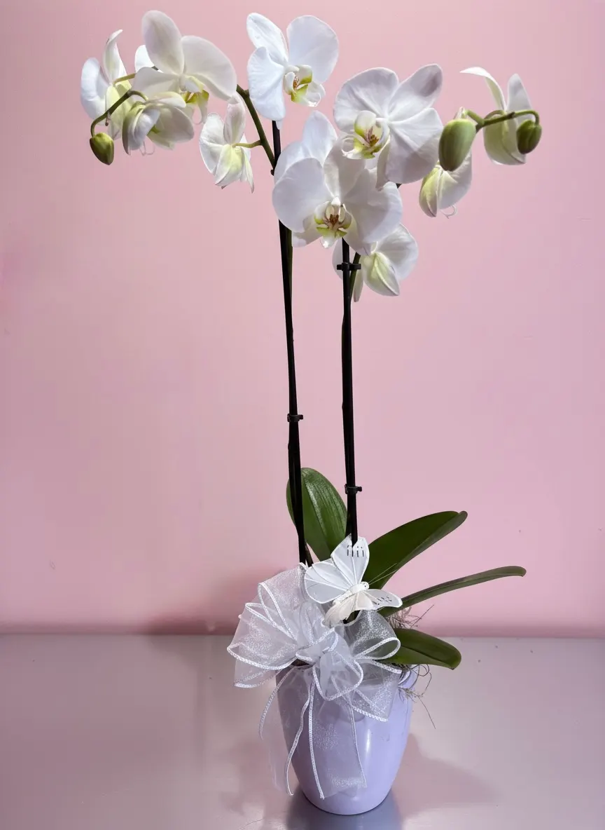 Dual Phalaenopsis Planter