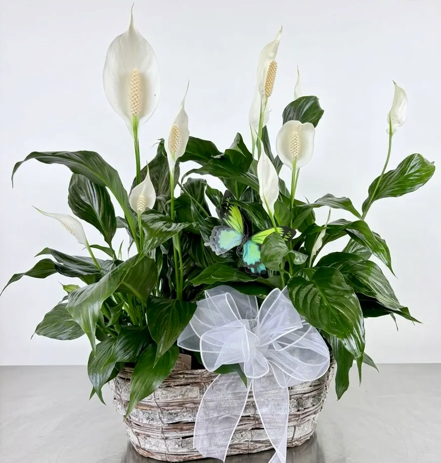 Double Peace Lily w/Butterfly