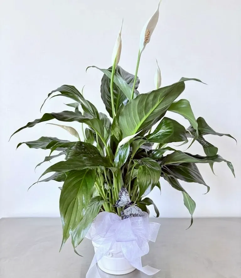PEACE LILY GREEN PLANT