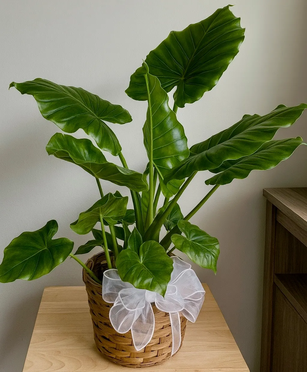 Lush Philodendron Plant