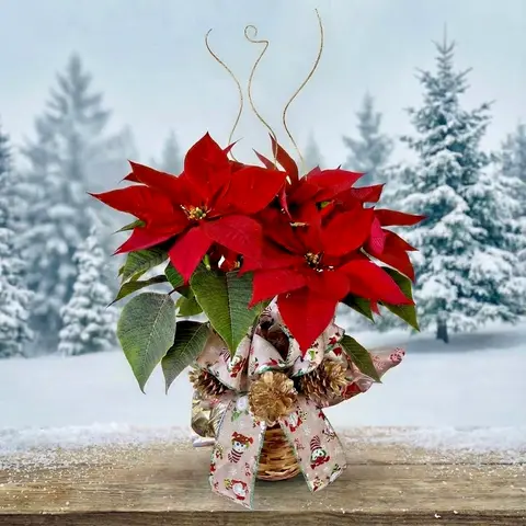 Large 27-inches Tall Poinsettia