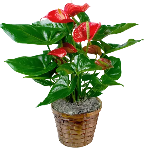 Red Anthurium Plant