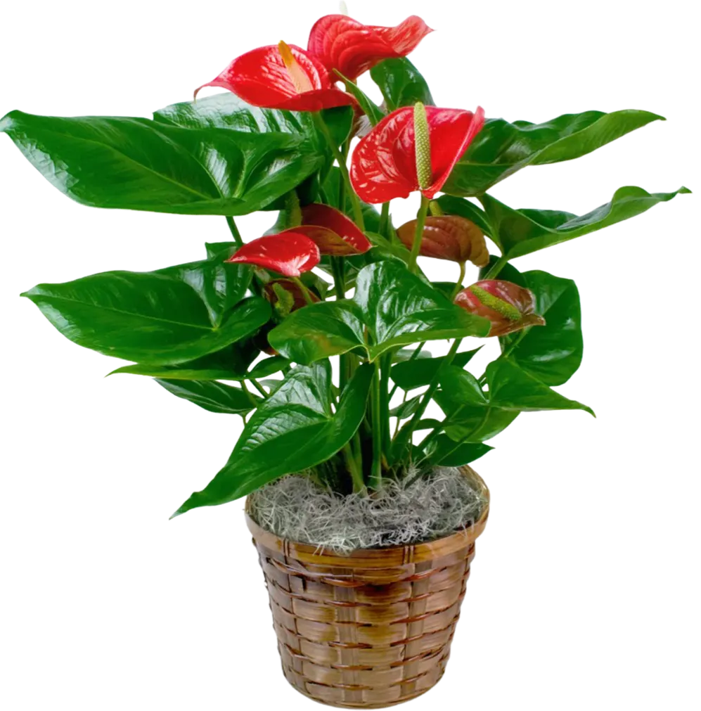 Red Anthurium Plant
